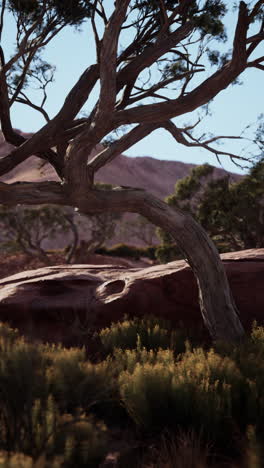 leafless tree standing in nevada field