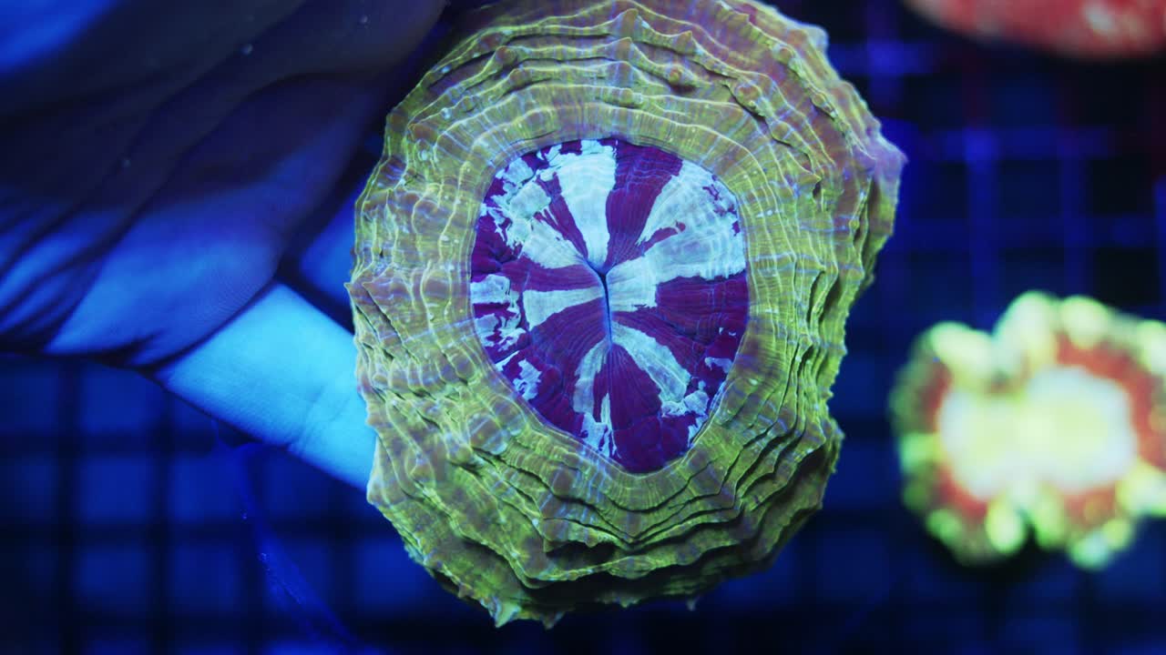 Close-up shot of Acanthophyllia coral held in hand under actinic lighting, showing vibrant green, purple, and teal hues across fleshy polyps with detailed texture in reef aquarium
