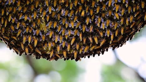se sabe que las abejas melíferas gigantes construyen grandes colonias de nidos con bolsillos simétricos hechos de cera para almacenar miel como fuente de alimento.