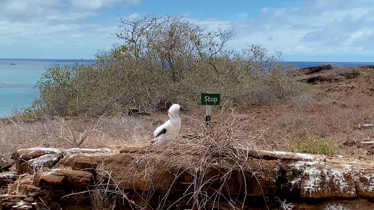 joven piquero de patas azules junto al cartel de parada en la costa de la isla san cristobal en el archipiélago de galápagos en ecuador