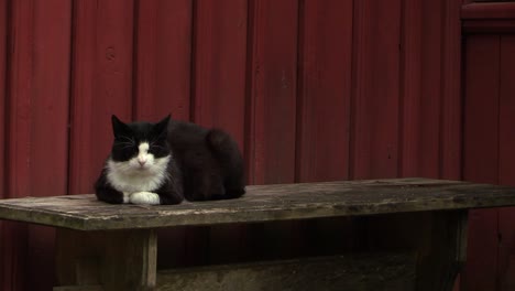 black and white cat sitting next to old red house