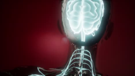 anatomía del cerebro humano