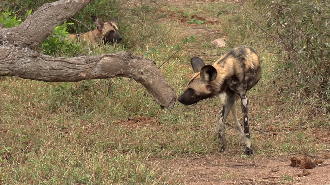 un perro salvaje africano mordisquea curiosamente la rama de un árbol en el desierto africano