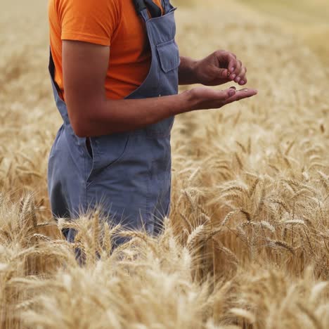 farmer checking wheat field progress