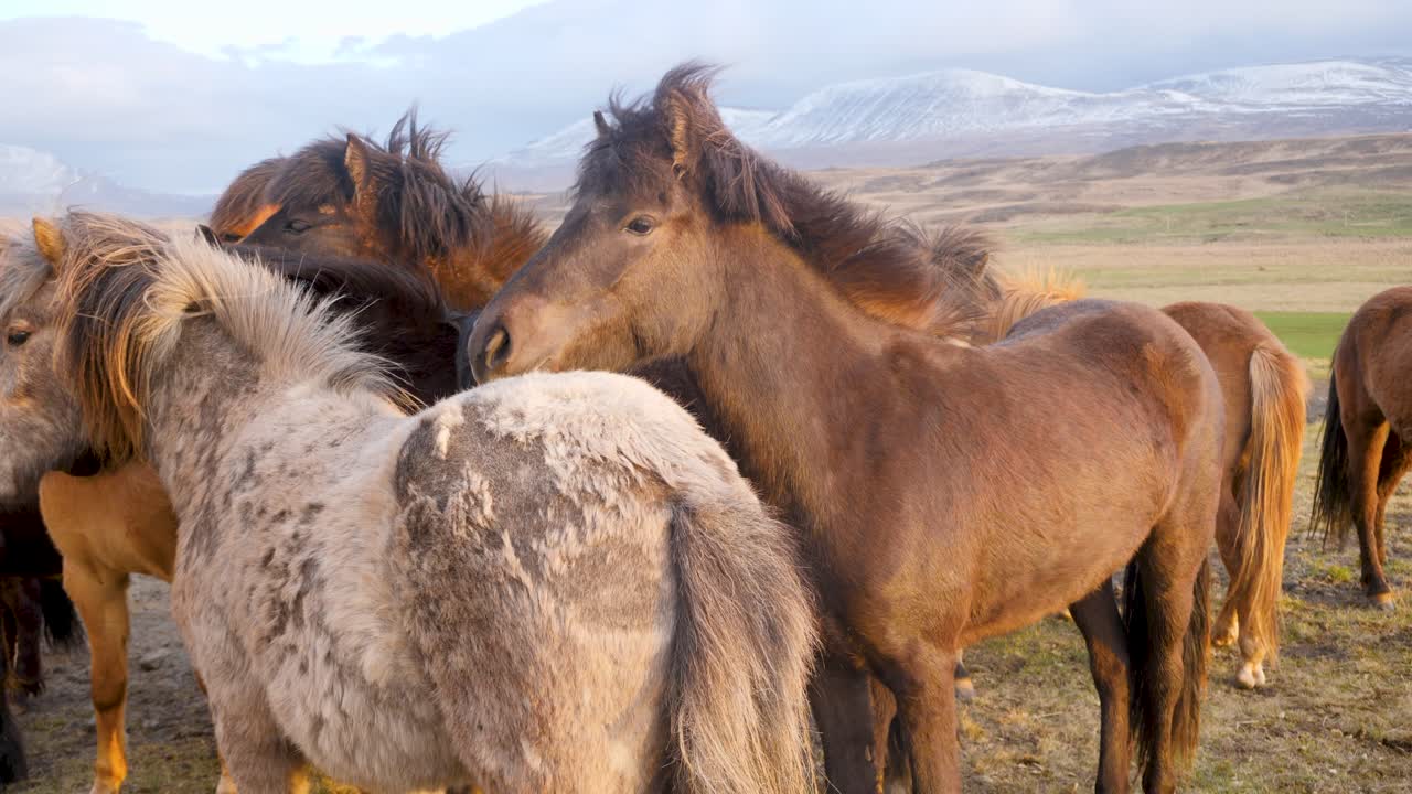 un rebaño de caballos islandeses agrupados en un campo con un telón de fondo de montañas nevadas