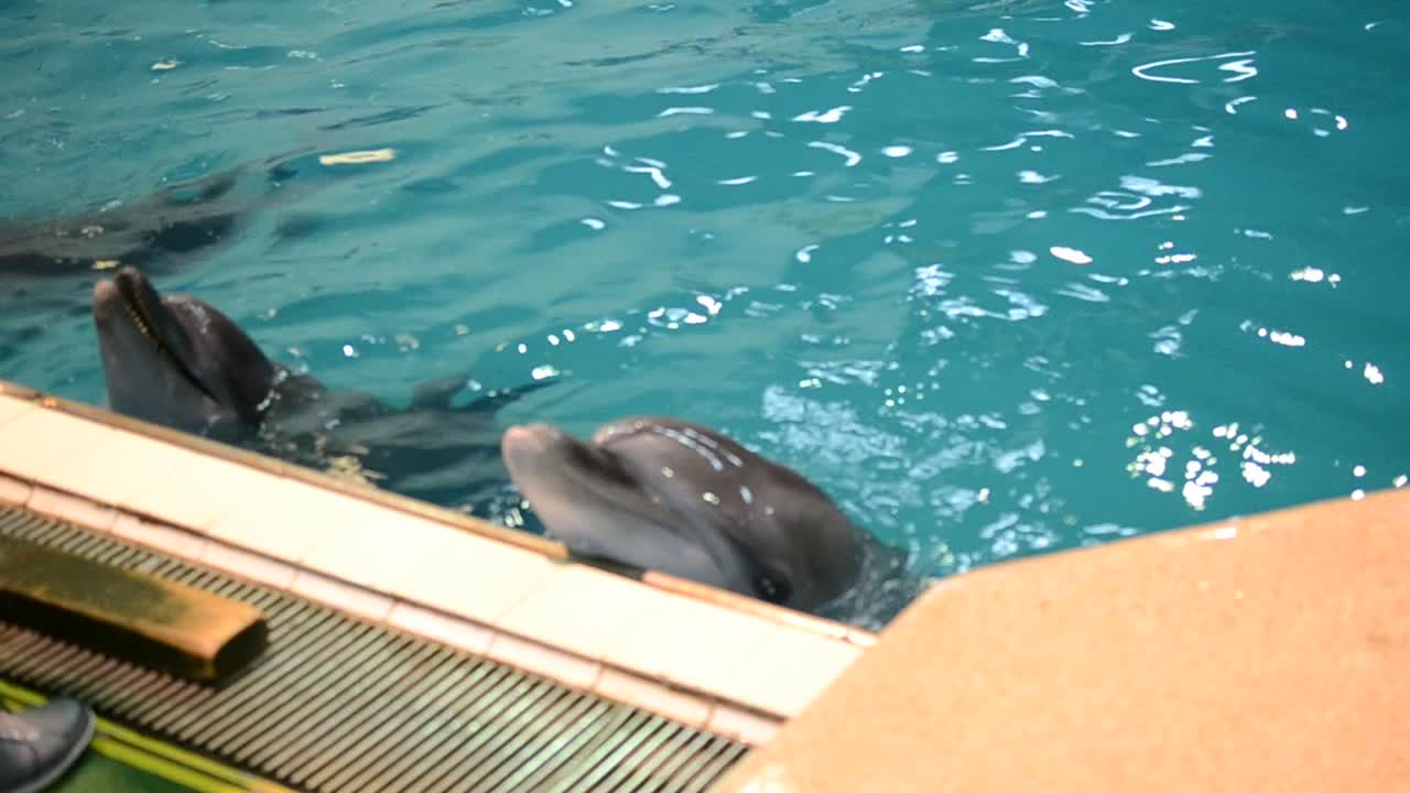 Delfini in piscina. Delfini vivi.