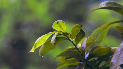 Close-up-drizzle-rain-on-green-apricot-leaves,-blurred-bokeh-of-green-tree-in-the-garden