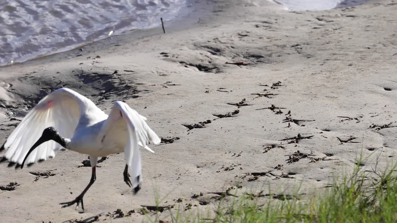 이비스는 고 날아갑니다.