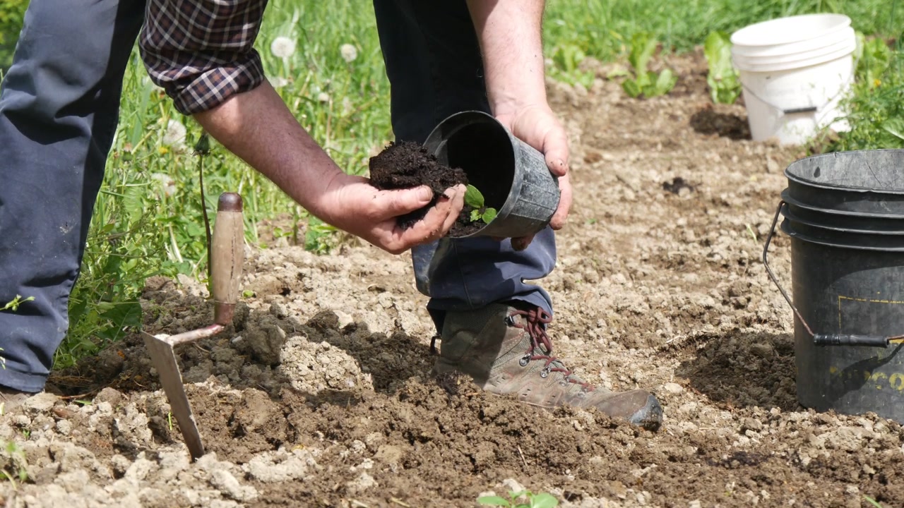 Persona trasplanta una joven plántula de vegetal de una maceta de vivero a un bancal de jardín preparado, usando una paleta de mano y tierra cultivada durante la siembra manual, primer plano estático.