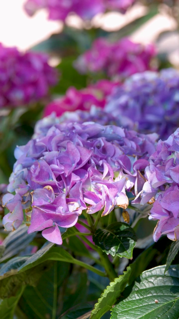 Vibrant purple hydrangea blossoms sway gently in natural sunlight within a lush green garden setting.