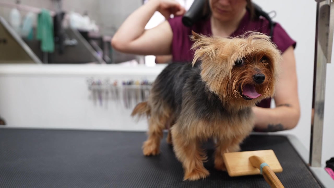 Professioneller Hundefriseur föhnt und bürstet einen Yorkshire Terrier Hund