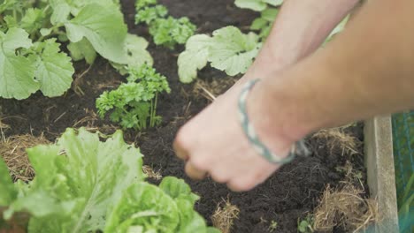 parley being transplanted into raised garden bed