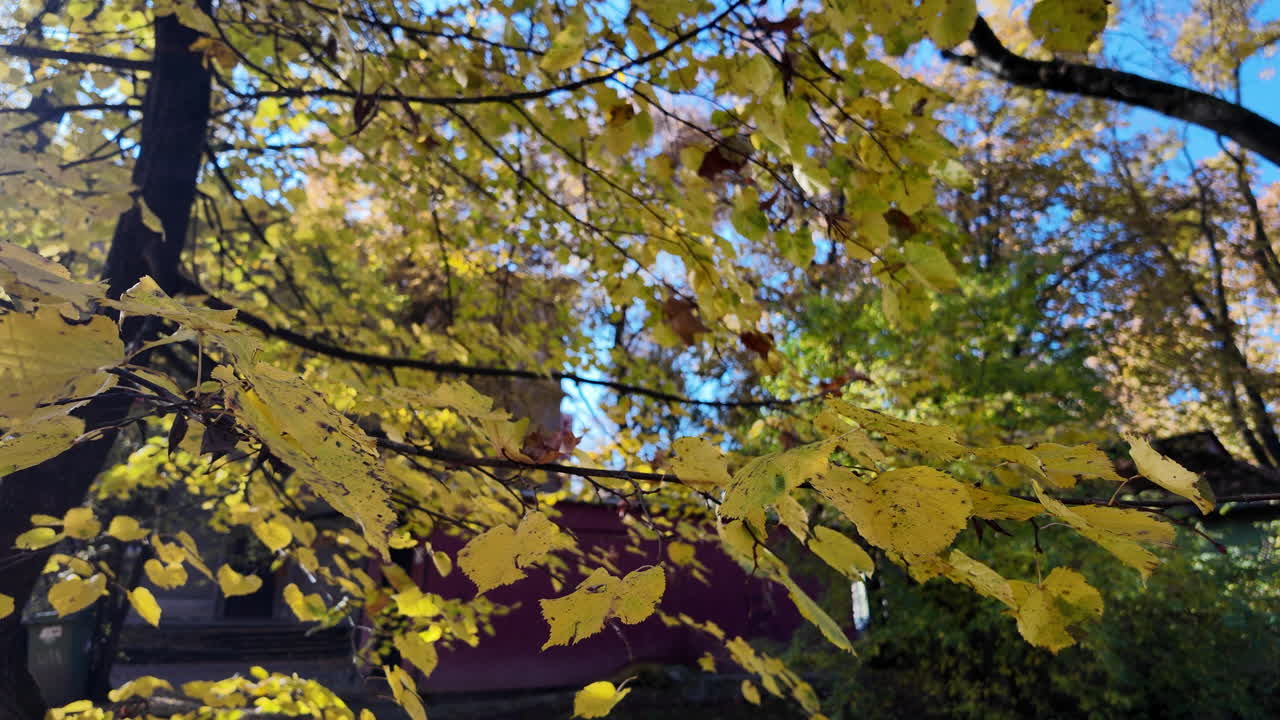 Golden Autumn Leaves on Tree Branches