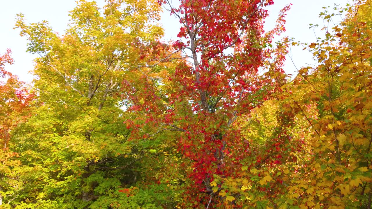 Autumn Foliage Aerial Closeup Vibrant Fall Colors maple Trees