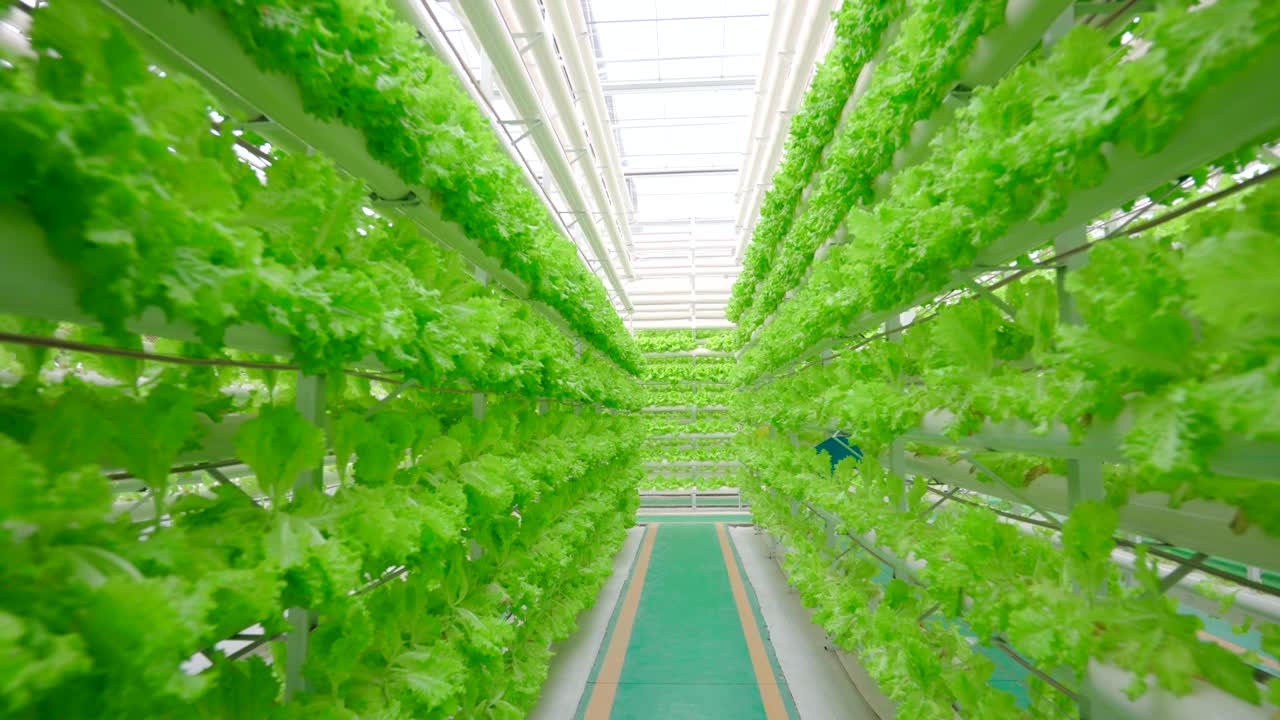 Green vegetables in greenhouses，Greenhouse，Fresh vegetables in the greenhouse