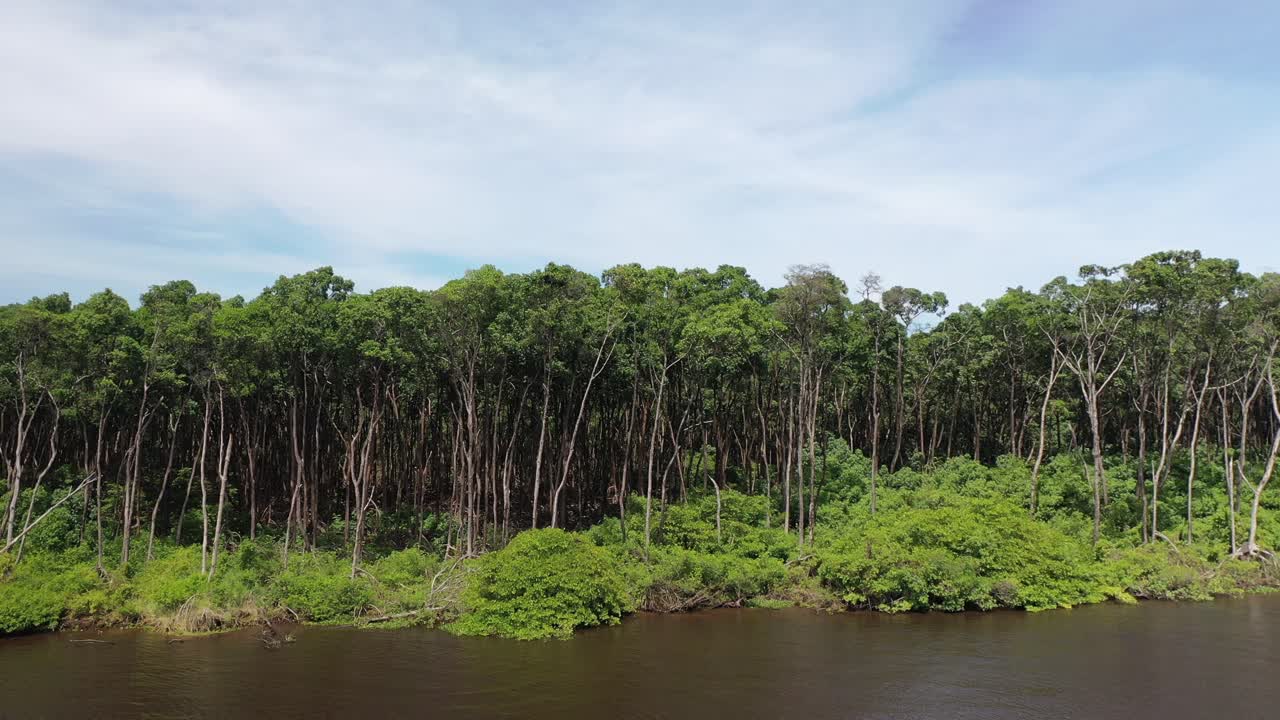 Drone view of restinga vegetation in Lençóis Maranhenses National Park - Maranhão, Brazil