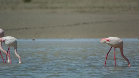 flamencos carmargue 17