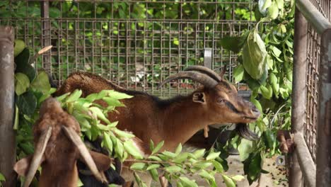 Goat-in-the-farm-land-eating-food