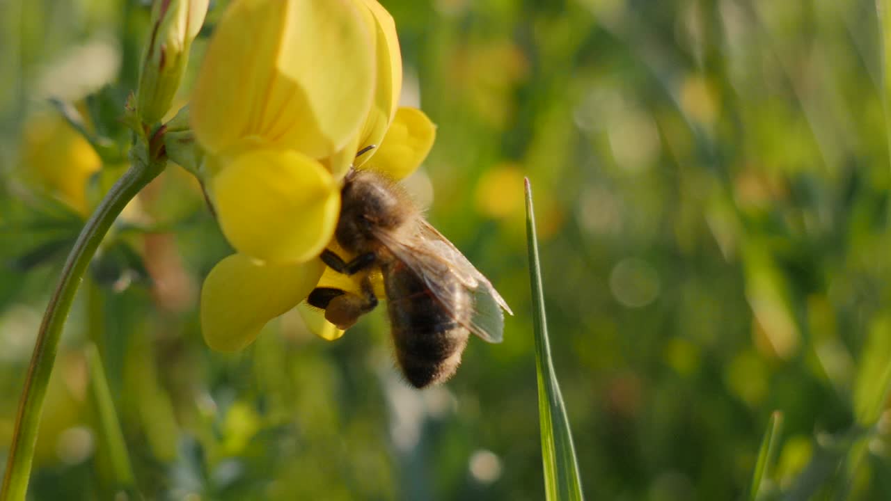 Close up shot of a bee sucking nectar out of a yellow flower in a green gras field and flying away in slow motion