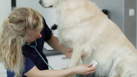 caucasian female vet examine the dog in the office.