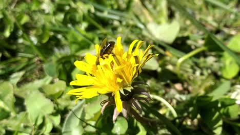 a honeybee pollinates a garden flower in nature while gentle wind blows