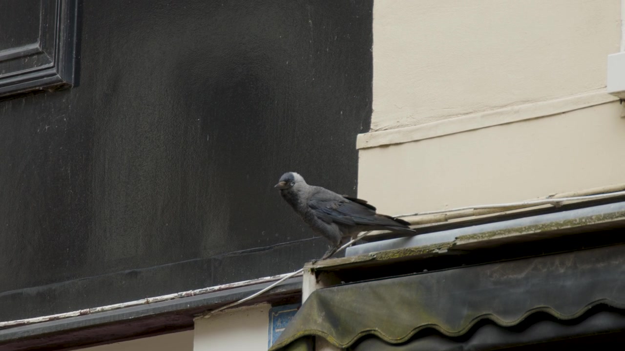 Jackdaw looking around busy city street in Haarlem, Amsterdam before flying off