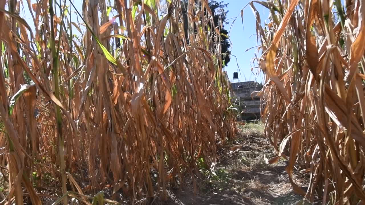 Walk into the dry corn crop, turning the camera