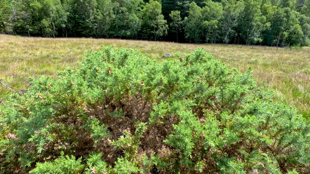 A slow camera pan reveals a green bush in a grassy field with a tree line in the background, under soft natural daylight
