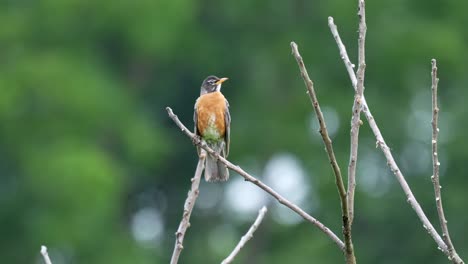 An-American-Robin-perched-on-the-top-of-a-tree-in-the-summer-sun
