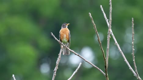 un petirrojo americano encaramado en la cima de un árbol en el sol de verano