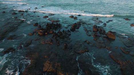 Aerial-view-of-beautiful-cinematic-orbital-wildlife-shot-of-sea-lions-resting-on-rocks-at-sunrise-near-the-water-on-a-island