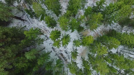 Establishing-aerial-birdseye-footage-of-trees-covered-with-light-snow,-Nordic-woodland-pine-tree-forest,-foggy-overcast-winter-day,-mist-rising,-low-clouds-moving,-wide-drone-shot-moving-forward