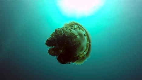 Jellyfish-in-slow-motion
