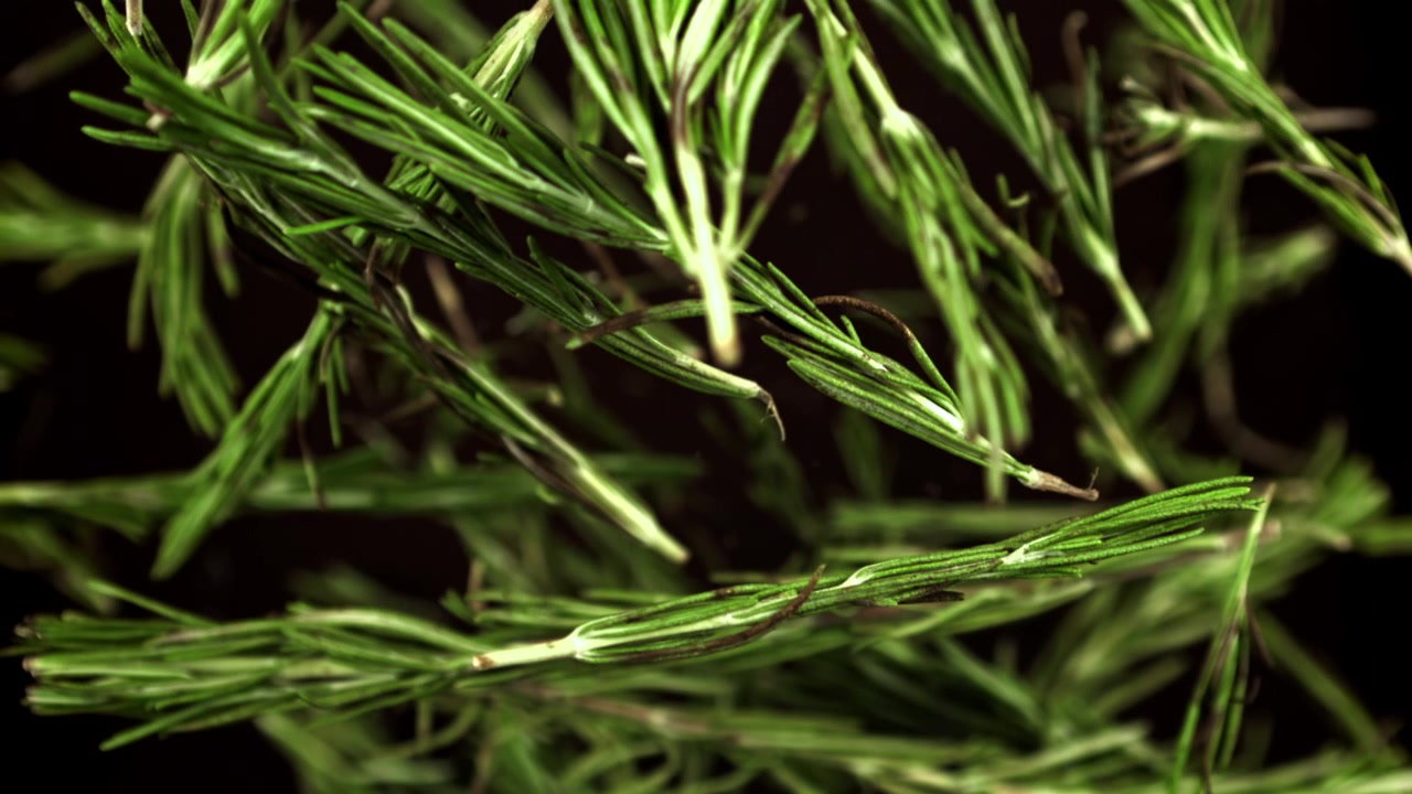 Fresh Rosemary Sprigs Coming into Focus on Black Background