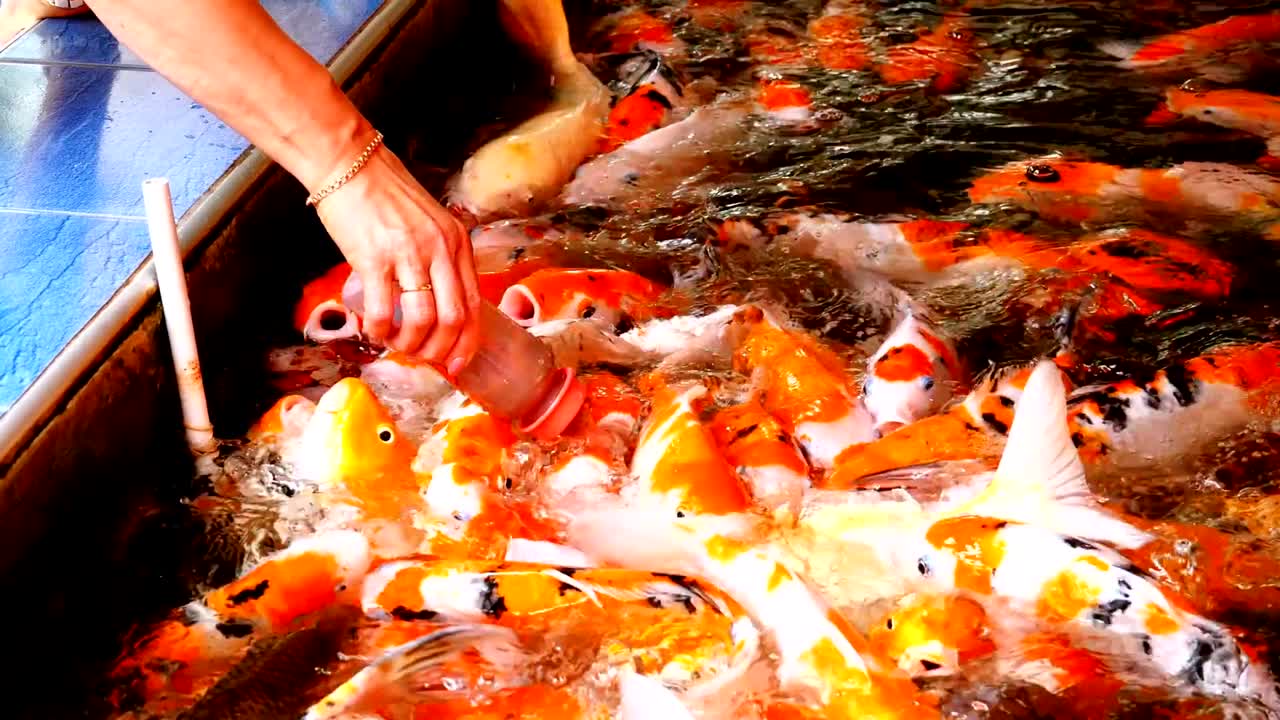 кормление красочных японских красных карпов из бутылки с соском. таиланд