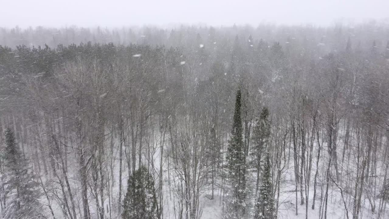 Aerial dolly above forest with thick snow falling on a cold winter day, natural backdrop background