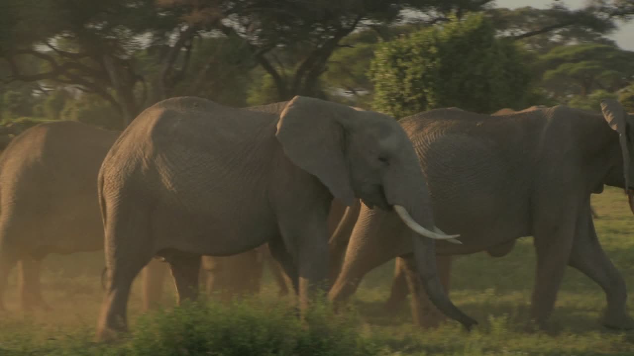 아프리카 코끼리의 큰 무리가 탄자니아 암보셀리 국립공원의 킬리만자로 산 근처로 이동합니다 5
