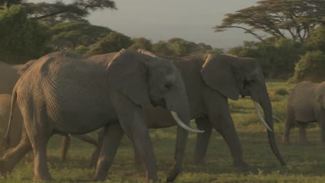 grandes manadas de elefantes africanos migran cerca del monte kilimanjaro en el parque nacional amboceli tanzania 5