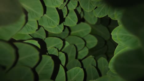 nature passage – seamless loop