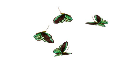 animated butterflies flying across a white background.