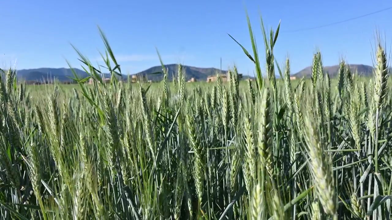 Veteodling i Sa Pobla, Mallorca.