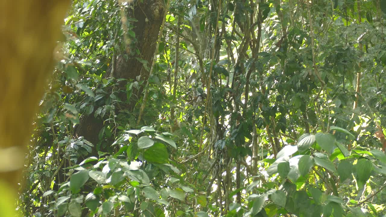 Monkey jumps down from bamboo stick in green dense jungle