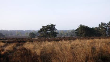 paisaje de brezo con árboles