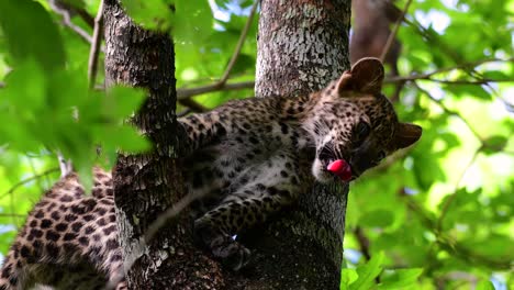 El-Leopardo-De-Indochina-Es-Una-Especie-Vulnerable-Y-Uno-De-Los-Grandes-Felinos-De-Tailandia