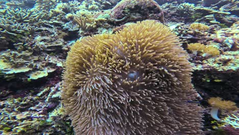 a clownfish hiding among anemones