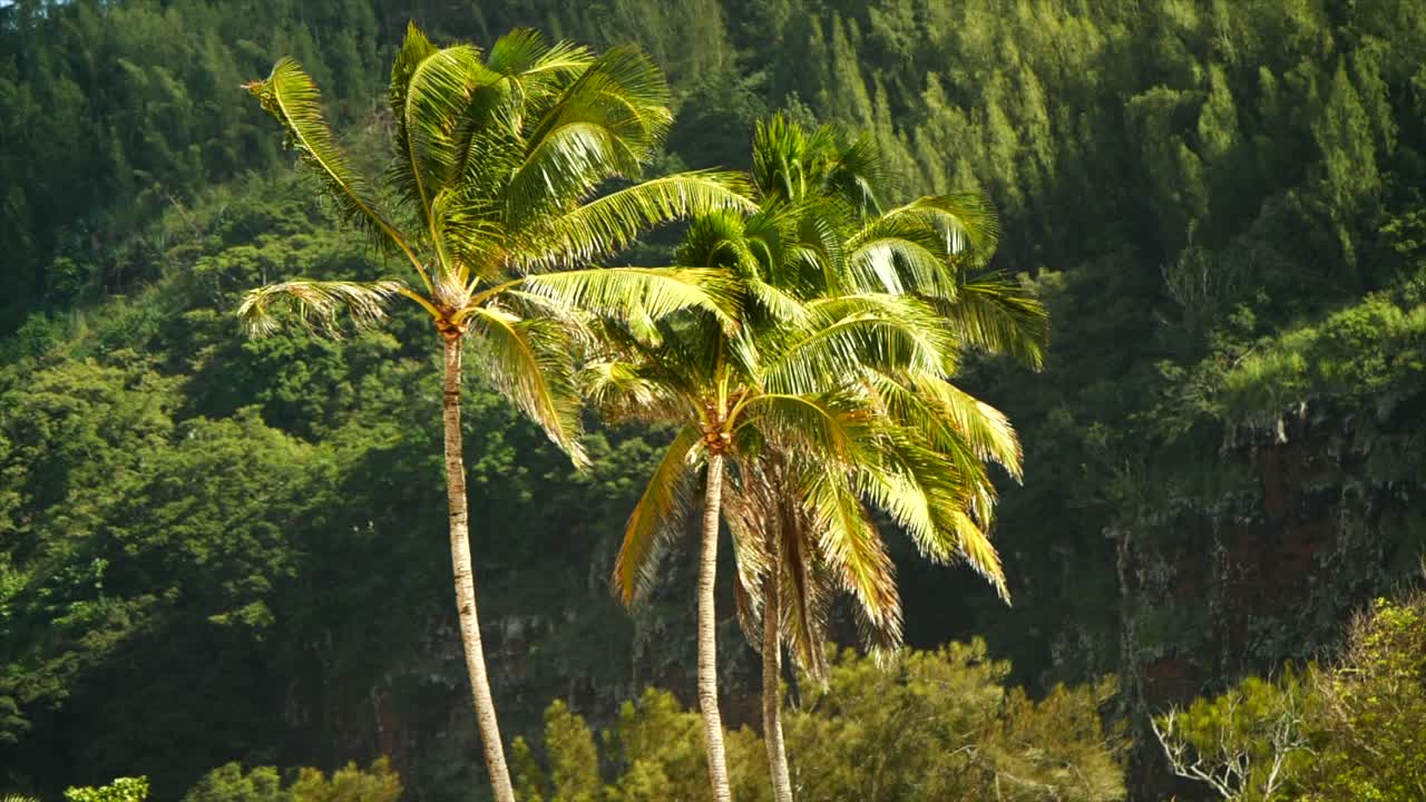 palmtrees slomotion in a sunny day