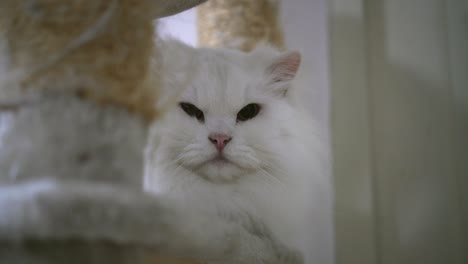 beautiful white persian cat playing and looking at the camera 4k