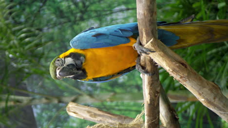 una toma vertical de un guacamayo azul y dorado posado en una rama artificial dentro de un zoológico en bangkok, tailandia