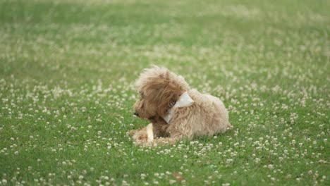 light brown labradoodle chewing on dog bone in a grass field