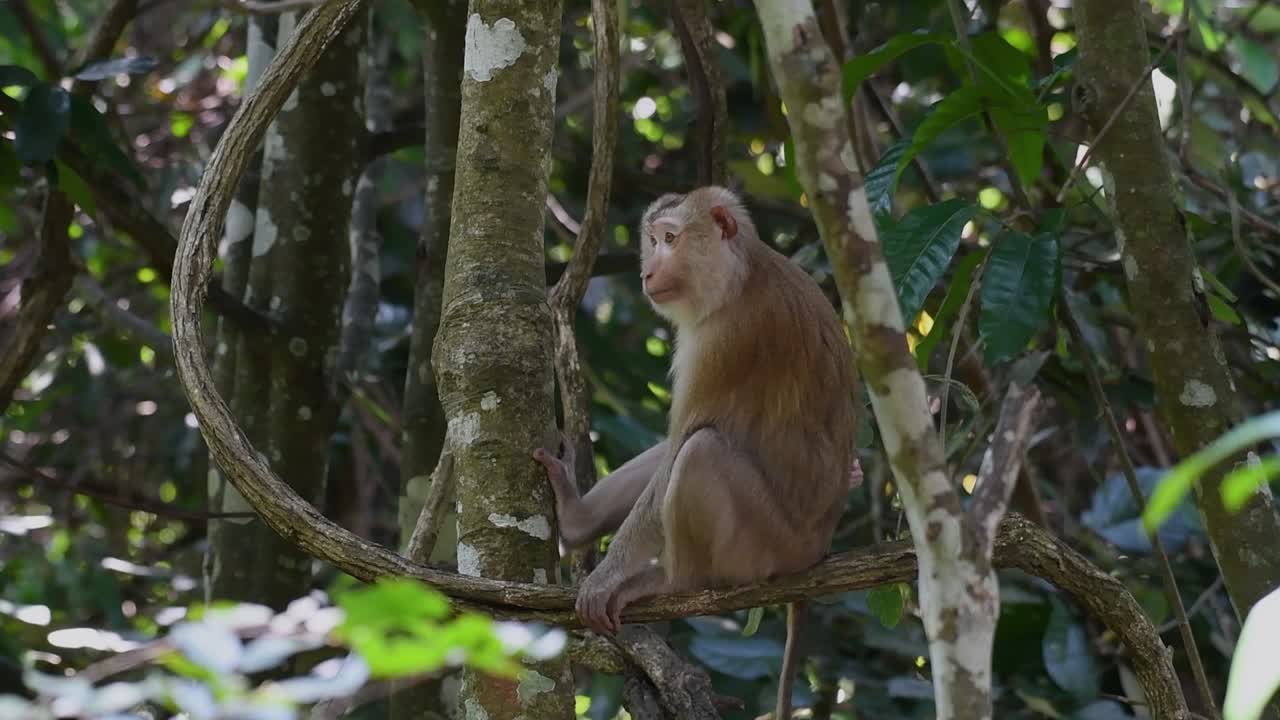 el macaco de cola de cerdo del norte es un primate que se encuentra comúnmente en el parque nacional de khao yai, aunque es una especie vulnerable